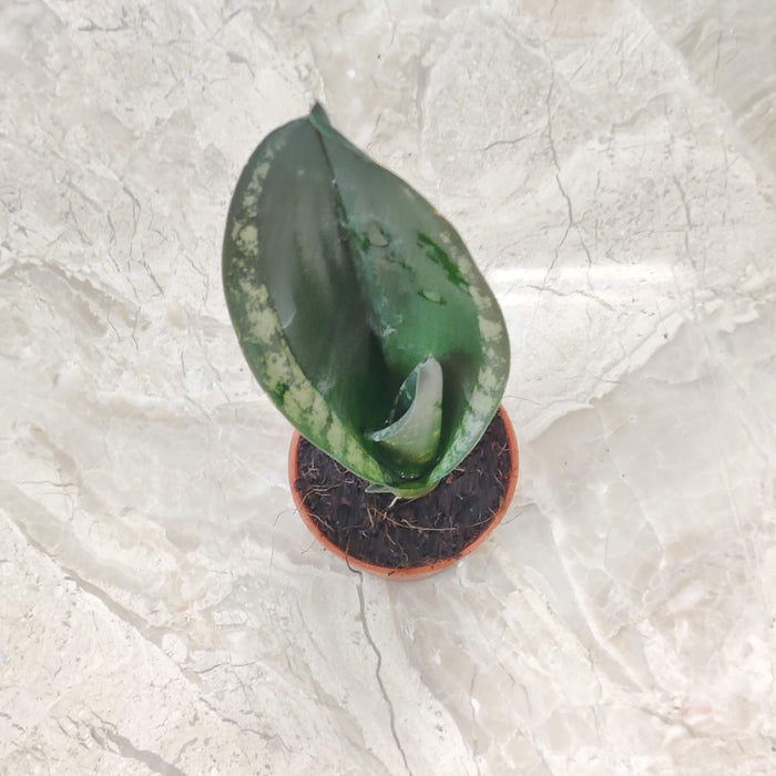 indoor sansevieria whitney plant for table decor

