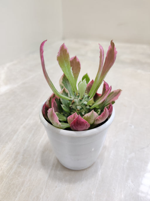 Variegated-Euphorbia-F-Succulent-Decor-indoor-Plant