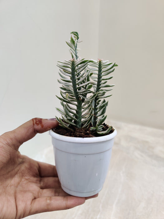 Nana-Variegated-Pedilanthus-indoor-plant