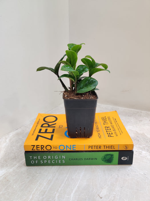 Miniature Zamioculcas 'Zenzii' Plant - Space-Saving and Elegant