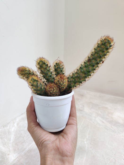 Compact Copper King Cactus for Home
