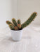 Copper King Cactus in White Pot