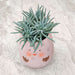 Cute Ceramic Pot for Small Plants