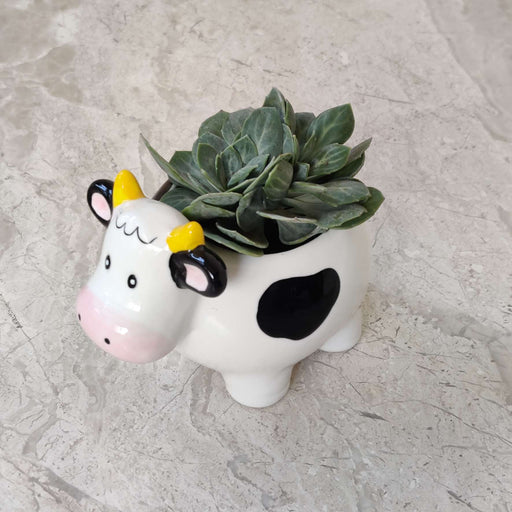 Cute dairy cow ceramic planter for home and office decor
