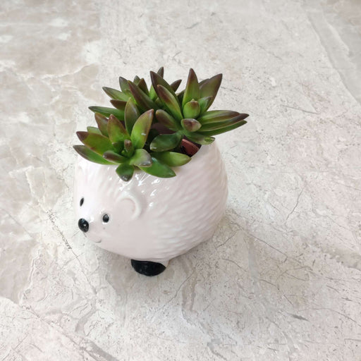 Cute hedgehog ceramic planter for home and office decor