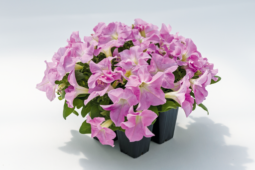 Petunia Success HD Light Pink Flower Seeds