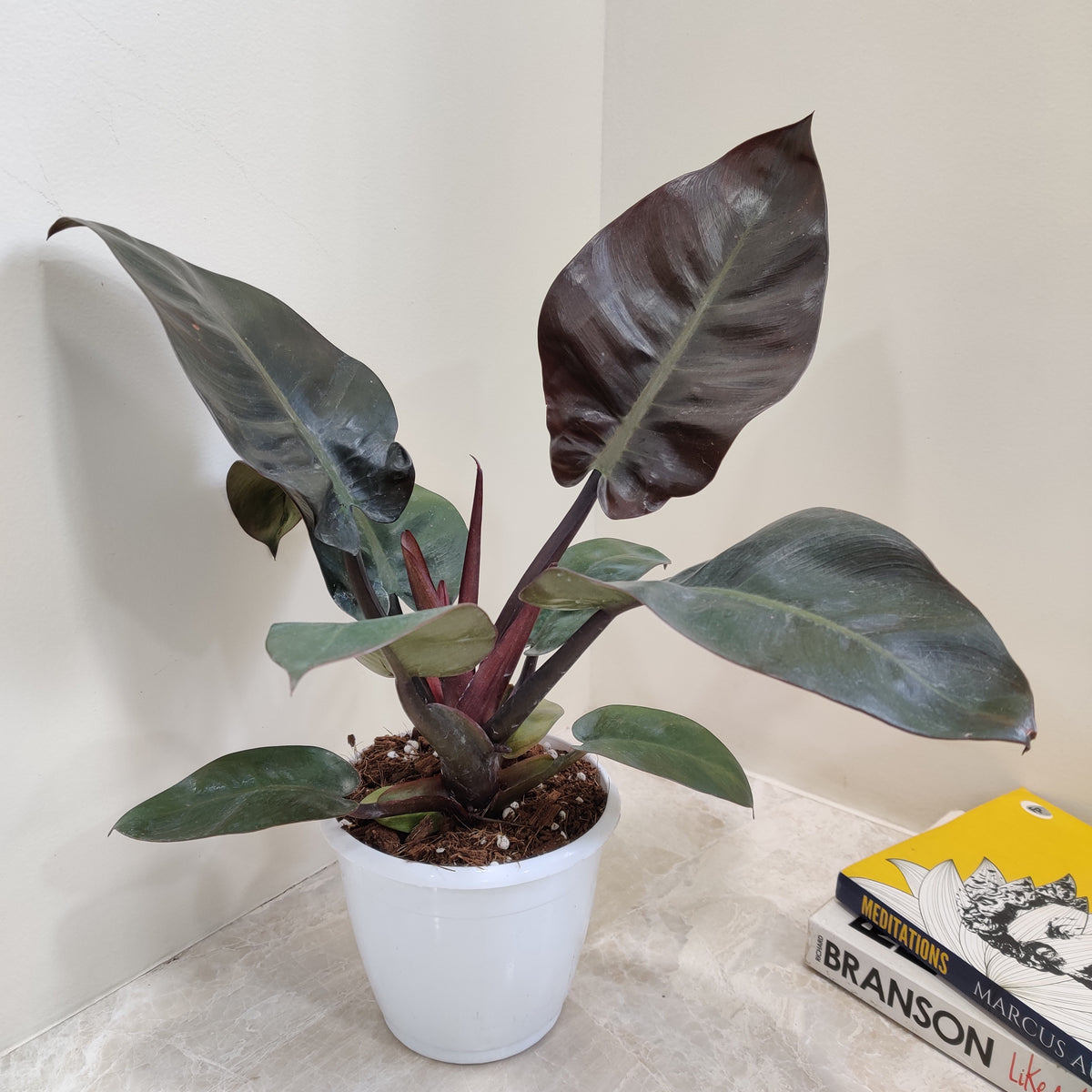 Philodendron Black Cardinal - 25 cm - Easy indoor plant - Air-purifying - Low light - Shade-loving