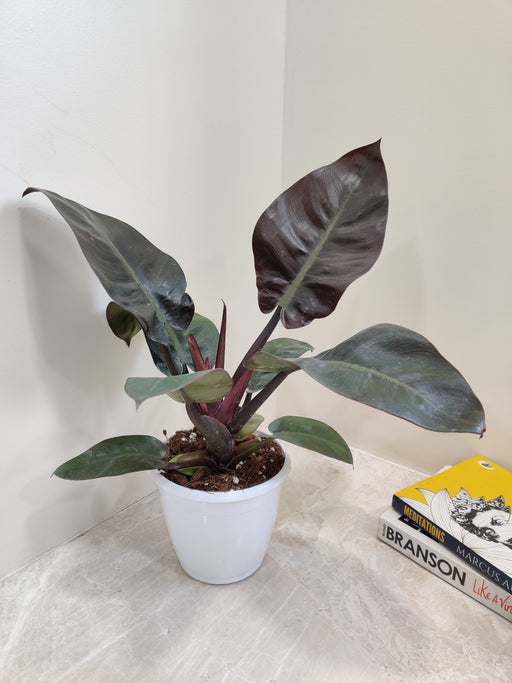 Philodendron Black Cardinal in 12cm Pot