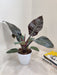 Philodendron Black Cardinal in 12cm Pot
