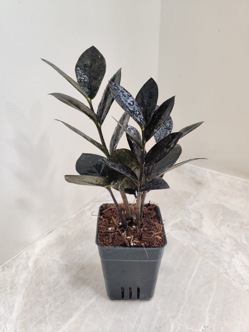 ZZ Black Plant in Grey Pot | Zamioculcas Zamiifolia 'Black Raven