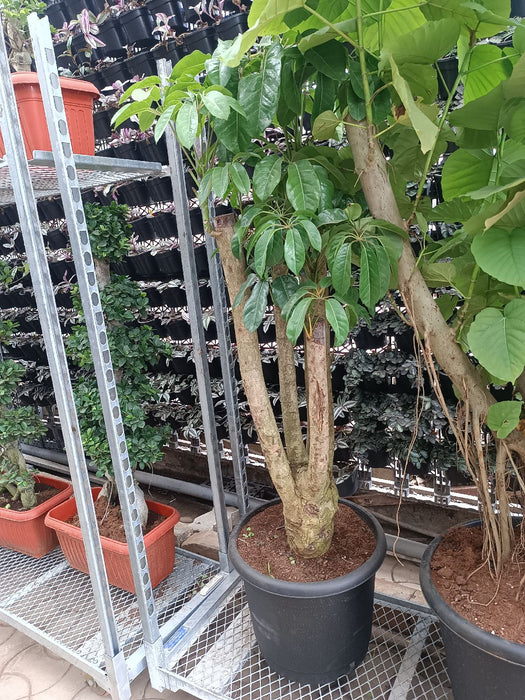 Mature Schefflera microphylla plant in black pot