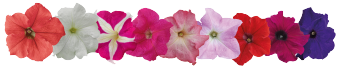Petunia Success HD Maxi Mix Flower Seeds