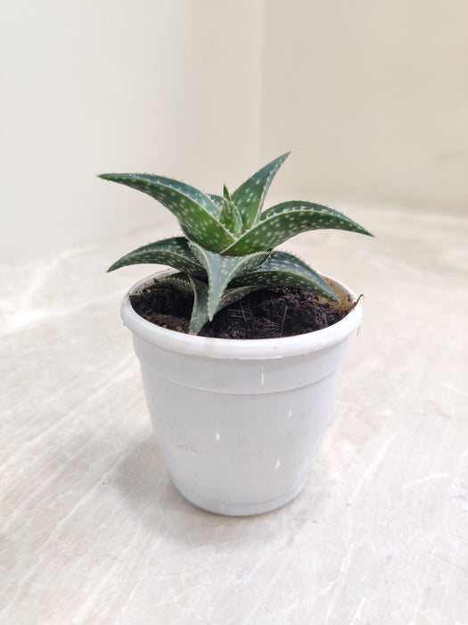 Aloe-Firebird-Succulent-Green-Indoor-Plant