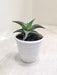 Aloe-Firebird-Succulent-Green-Indoor-Plant