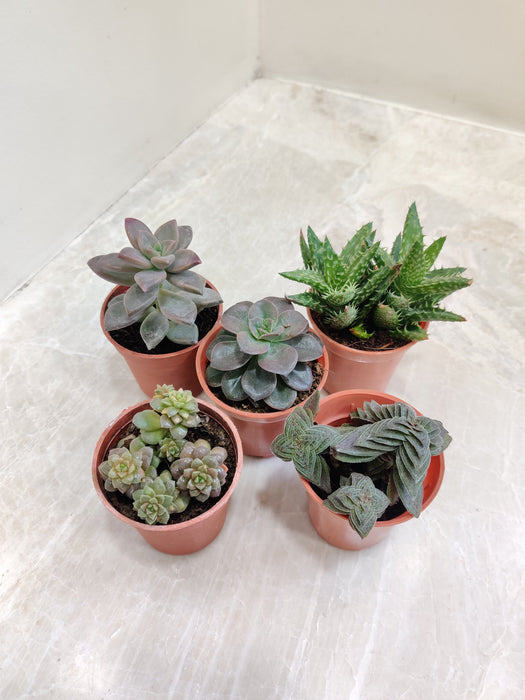 collection of succulents Buy Succulent Variety Pack | 5 Unique Plants