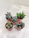 Indoor Mini Succulent Collection for Indoor Gardening