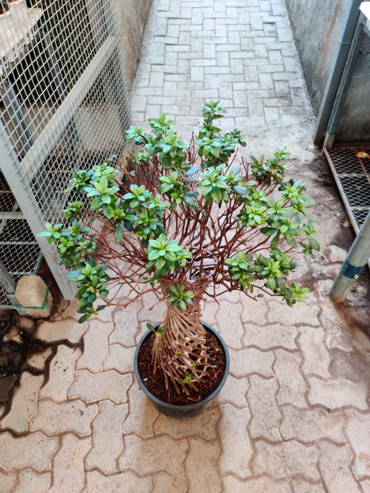 Decorative Azalea houseplant with unique braided stems