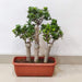 triple trunk ficus bonsai indoor plant