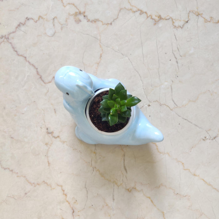 Decorative dinosaur ceramic pot for tabletop and shelf display