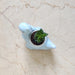 Decorative dinosaur ceramic pot for tabletop and shelf display
