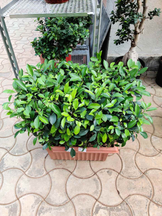 Compact bonsai for home and patio décor