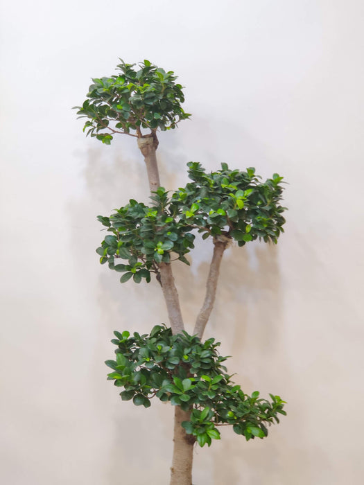Decorative bonsai Ficus with twisted trunk