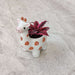Happy giraffe ceramic pot for tabletop and shelf display