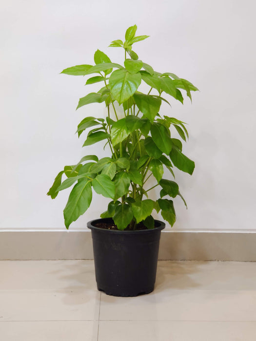 Brassla plant for home and garden decor