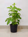 Brassla plant for home and garden decor
