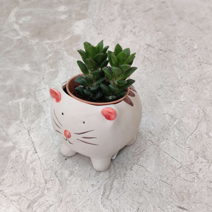Decorative Kitty Indoor Planter