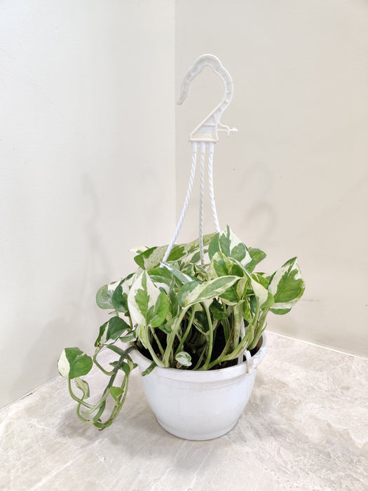 Indoor Variegated Money Plant N' Joy in a hanging pot