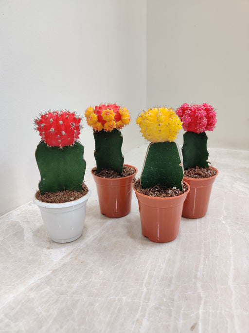 Indoor Moon Cactus collection in assorted colors