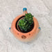 Decorative Puffer Fish Indoor Planter
