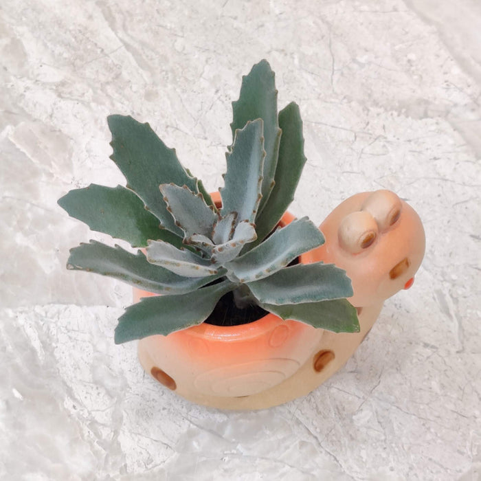 Decorative Snail Indoor Planter