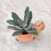 Decorative Snail Indoor Planter