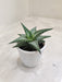 Healthy-Snowflake-Aloe-Plant-For-Indoor-Decor
