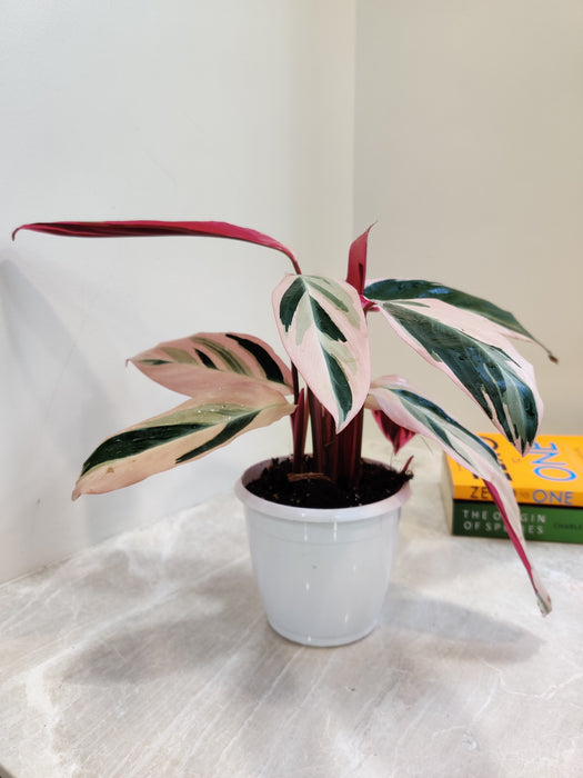 tricolor plant indoors Stromanthe Triostar | Stromanthe Trio Star in 6” Pot | Easy-Care Indoor Plants for Delivery | Stromanthe Sanguinea for sale
