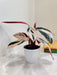 Indoor Triostar Stromanthe in Eco-Friendly Pot