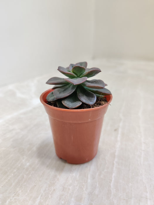 Indoor Mini Succulent Collection in Terracotta Pots