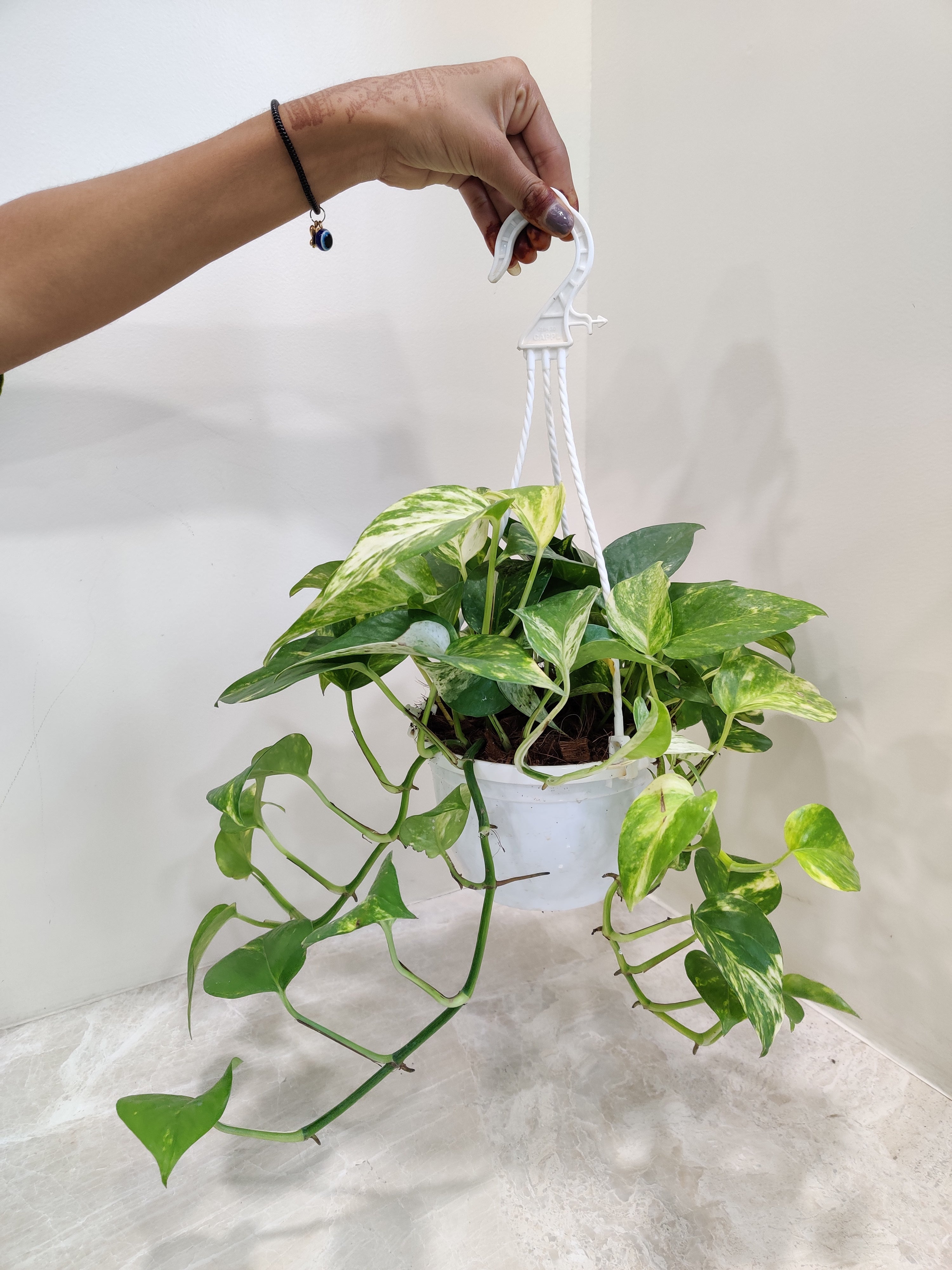 money plant hanger Shop Variegated Golden Money Plant in Hanging Pot Online India –  ChhajedGarden.com