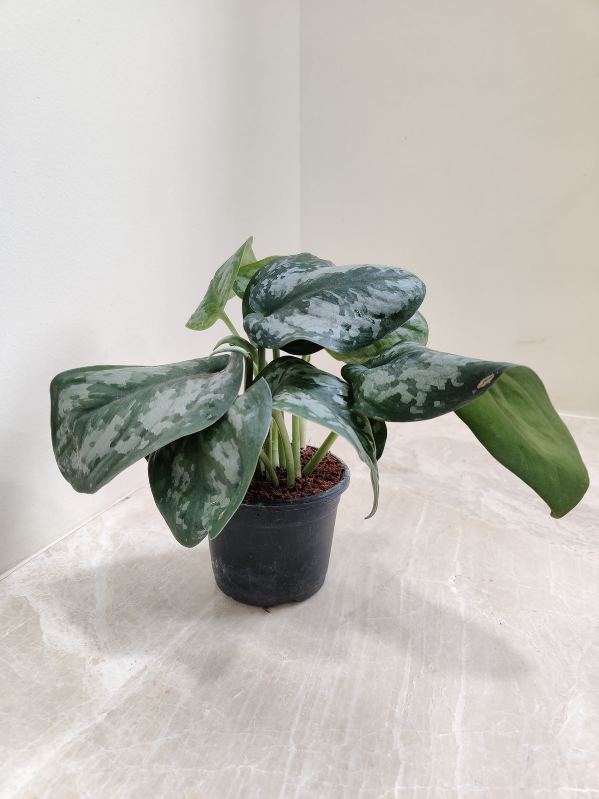 satin money plant Satin Pothos Plant - Elegant & Air Purifying