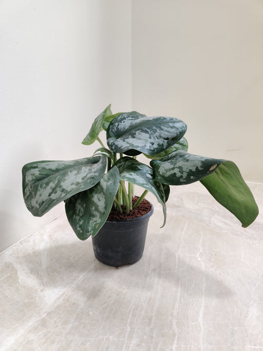 Satin Pothos with Silver Spots in White Pot