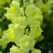 Antirrhinum Rocket Golden Flower Seeds