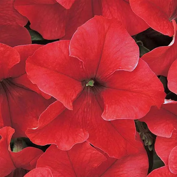 Petunia Single Gf. Dreams Red Flower Seeds