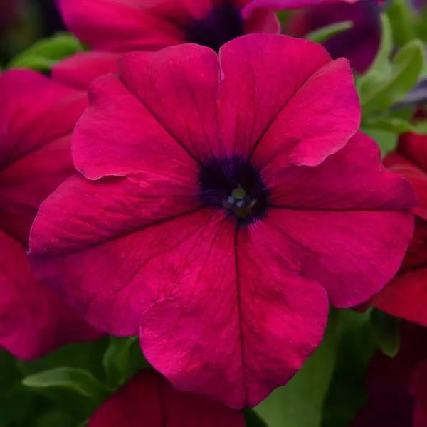 Petunia Single Gf. Dreams Burgundy Flower Seeds