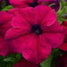 Petunia Single Gf. Dreams Burgundy Flower Seeds