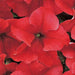 Petunia Single Gf. Dreams Red Flower Seeds