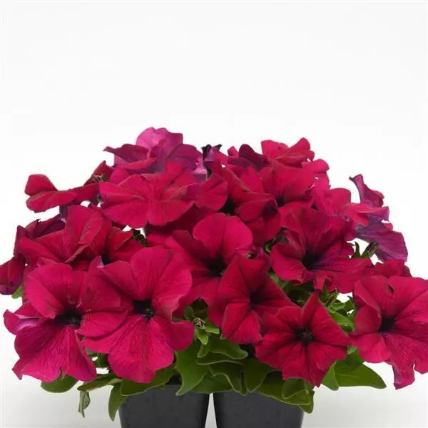 Petunia Single Gf. Dreams Burgundy Flower Seeds