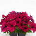 Petunia Single Gf. Dreams Burgundy Flower Seeds
