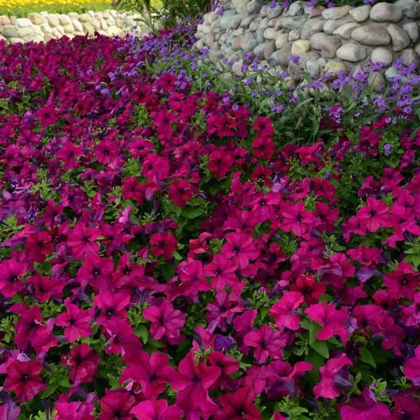 Petunia Single Gf. Dreams Burgundy Flower Seeds